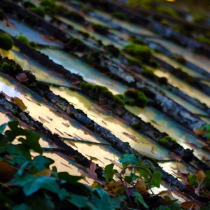 Carreaux d'une serre recouverts de mousse - Belgique  - collection de photos clin d'oeil, catégorie clindoeil